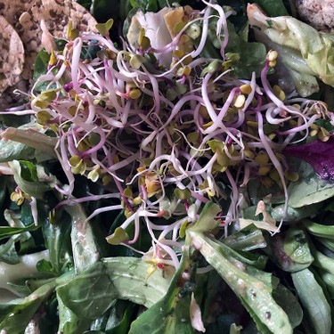Basic Superfood Salat mit Hanfsamen Rezept | V-Kitchen